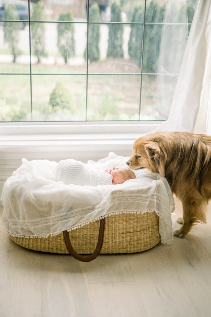 Toronto newborn photographer - a baby in a basket and a dog